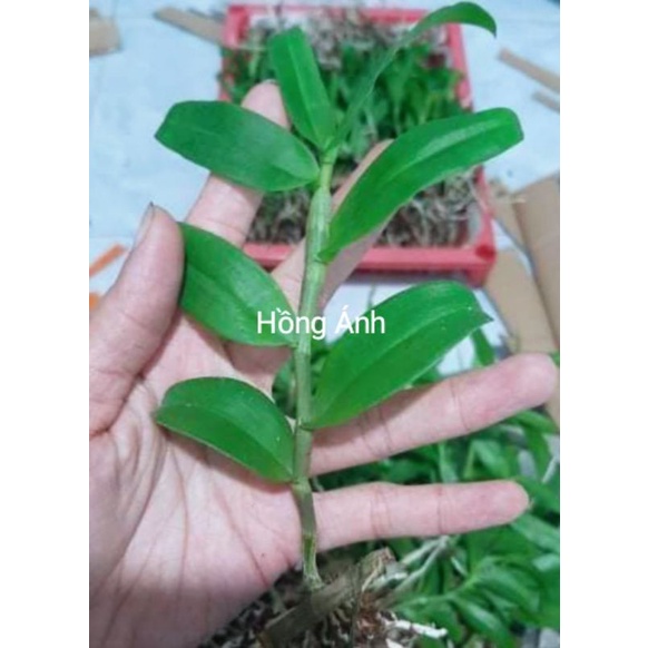 Lan giả hạc phi điệp (cây kie) - hoa thơm,sai hoa, dễ sống