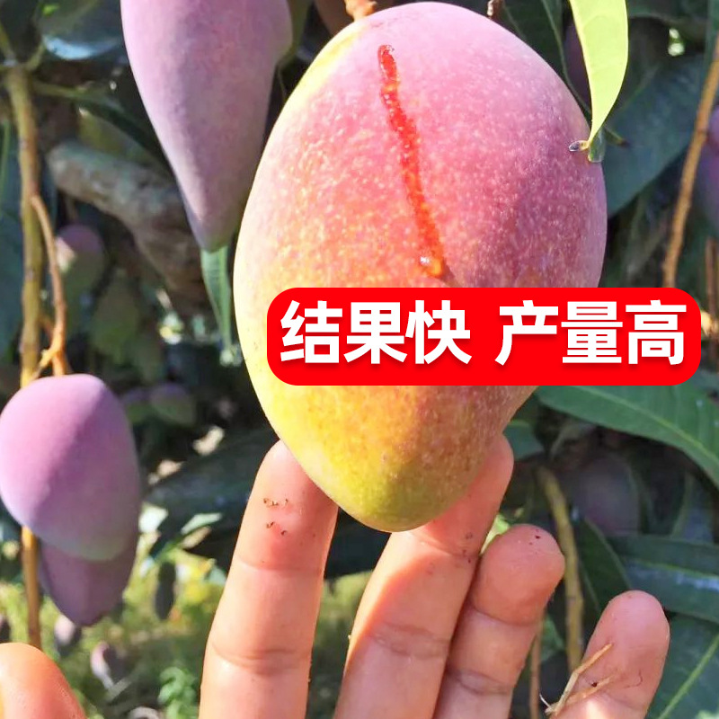 Mango Tree, Golden Mango Seedlings, Gui Qi Mango, Four Seasons Honey Mango Seeds Lazada PH