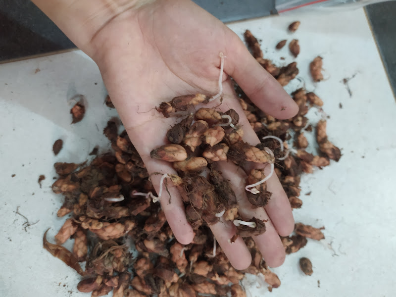 Set 50 Củ hoa bướm đêm lên 100%