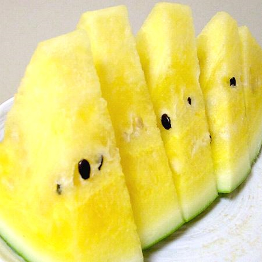 Hạt Giống Dưa Hấu Ruột Vàng tặng kèm kích mầm