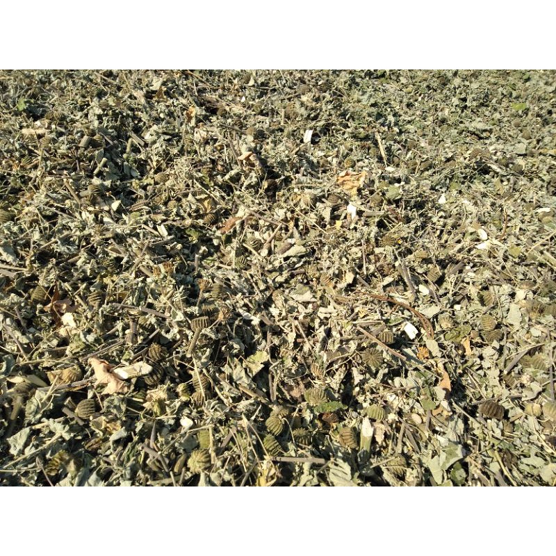 1kg cây cối xay khô