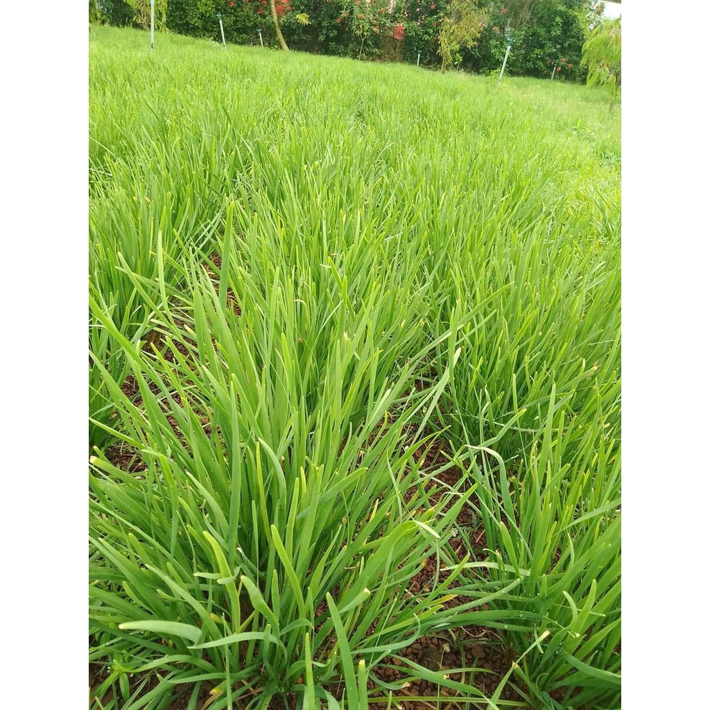 hạt giống rau hẹ