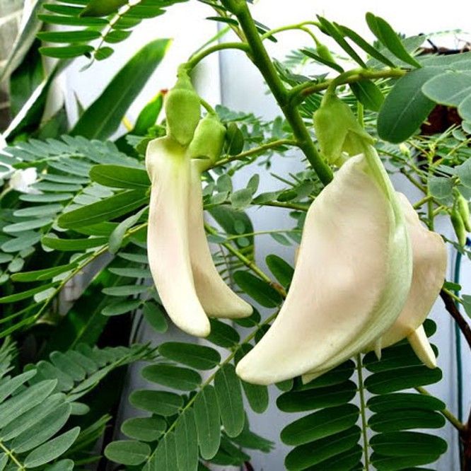 Hạt Giống So Đũa, Bông So Đũa (2gr)
