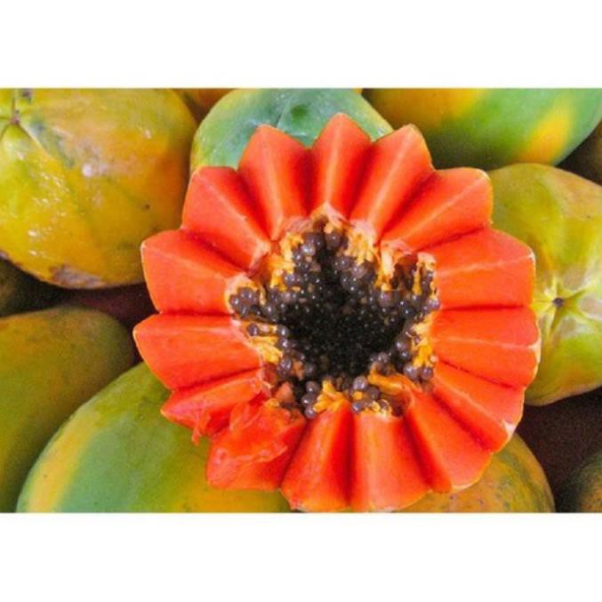 Cây giống đu đủ lùn ruột đỏ sai quả (siêu sớm)