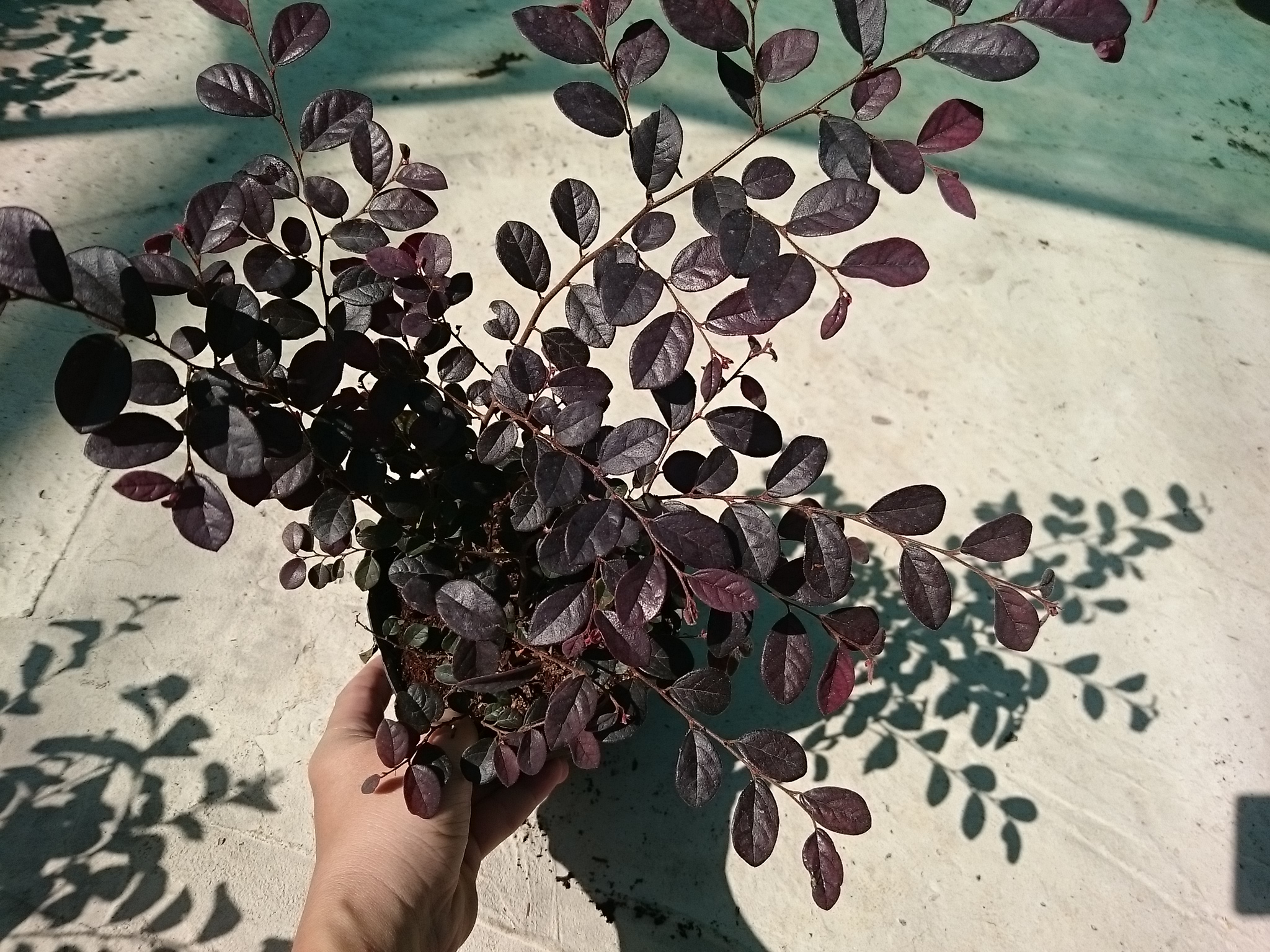 Cây Hồng Phụng - cây cảnh để bàn