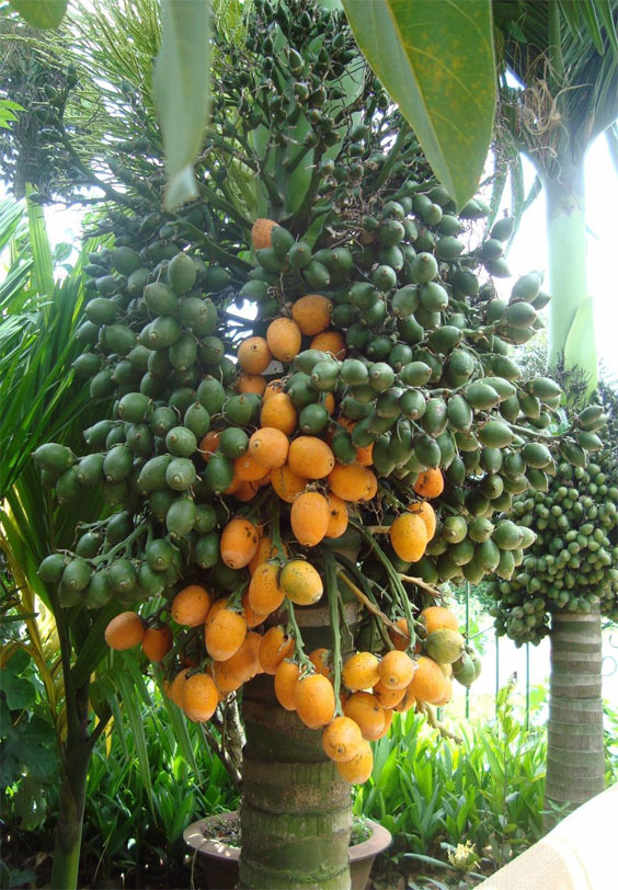 cây giống cau tứ quý (cau tứ thì)