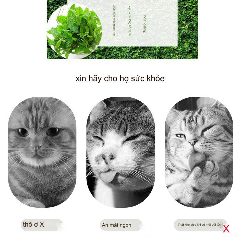 Cỏ bạc hà mèo khô Catnip cho mèo