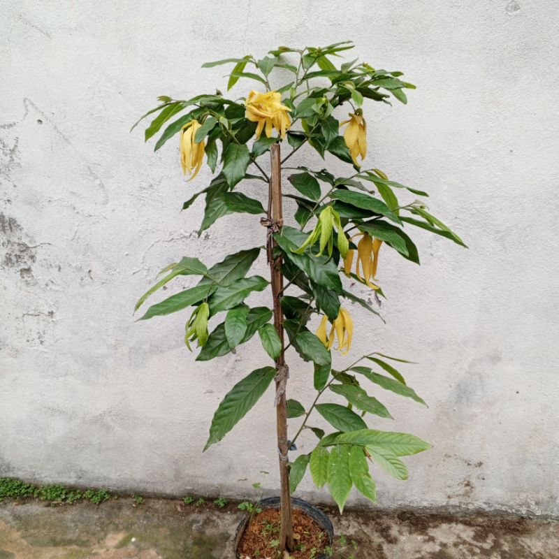 Cây hoa Dẻ thơm, hoa vàng hương vị đặc trưng
