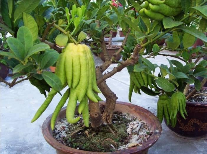 CÂY GIỐNG PHẬT THỦ