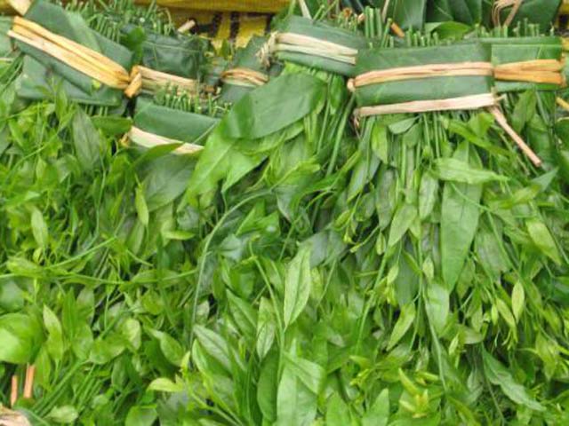 Cây rau Sắng - cây giống