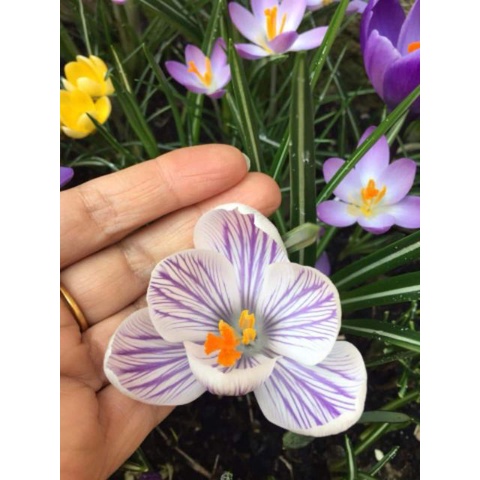 1 Củ hoa nghệ tây saffron