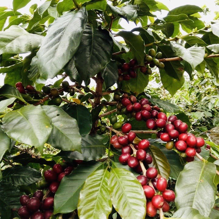 Hộp Quà Cà Phê Cầu Đất DalatFarm (Arabica - Robusta - Phin)
