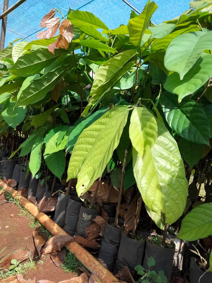 CÂY CACAO GIỐNG CHO TRÁI SỚM