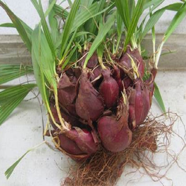 Củ giống sâm đại hành thu hái từ rừng tự nhiên