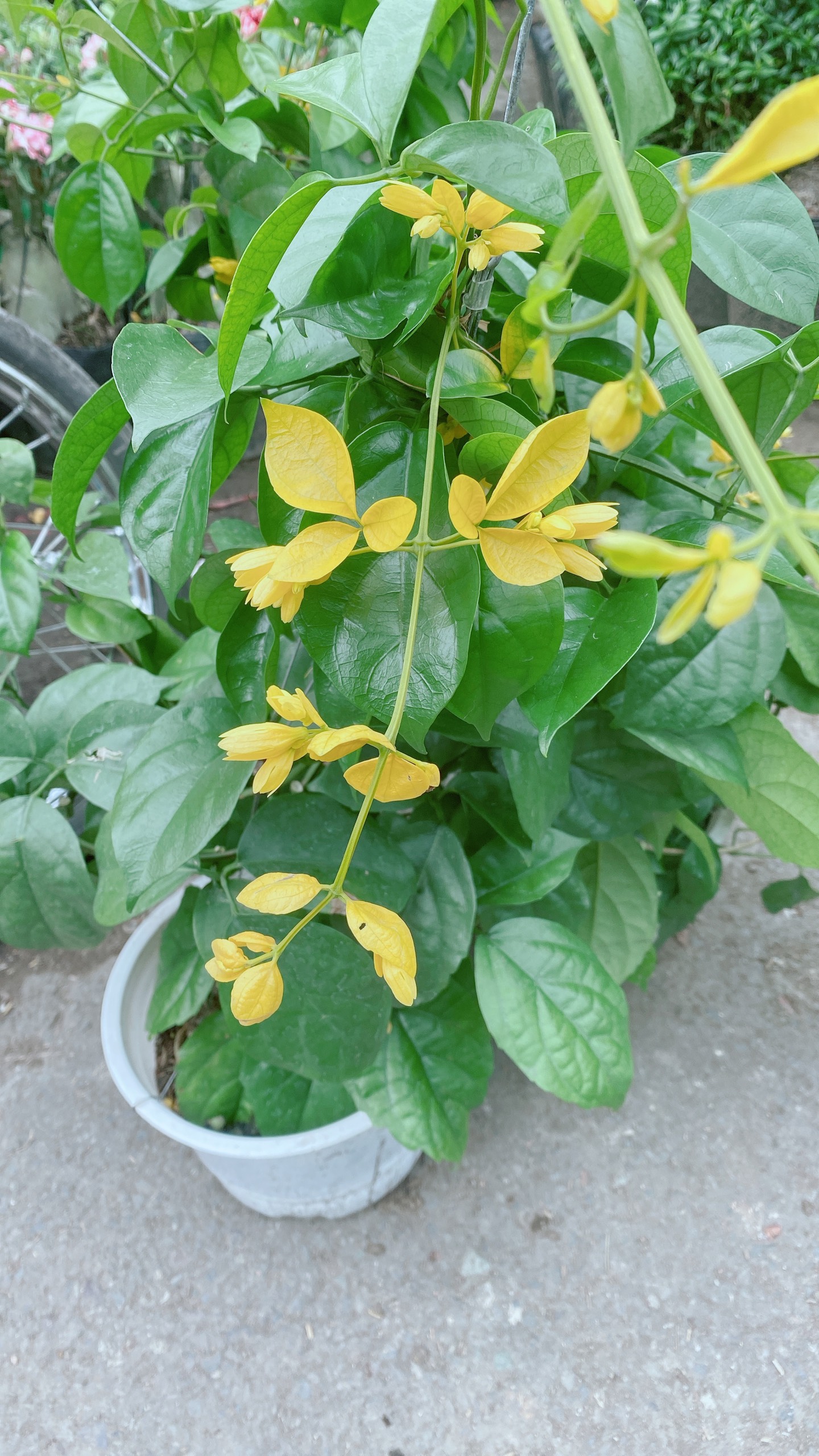 Cây Lan Hoàng Dương Thái