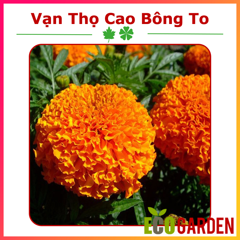 Hạt Giống Vạn Thọ Cao Bông To Đỏ Cam Ấn Độ (ECO.438)
