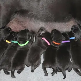 puppy id collar