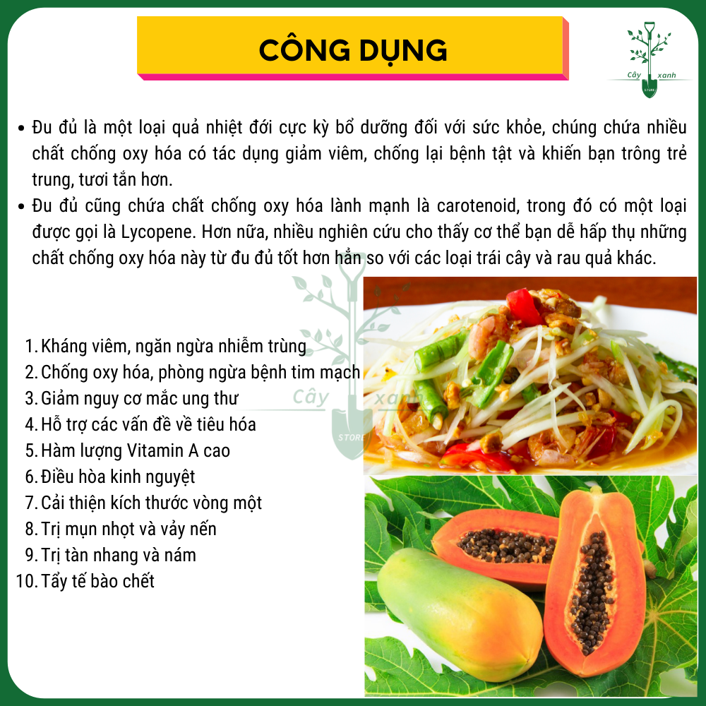 Hạt Giống Đu Đủ Thái PHUKET537 - 20 Hạt