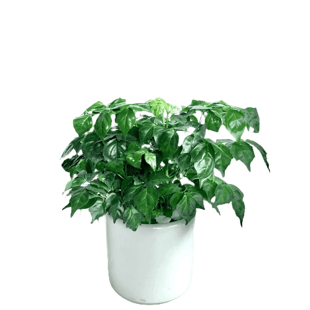 Cây hạnh phúc bụi để bàn kèm bình thủy sinh, Cao 20cm