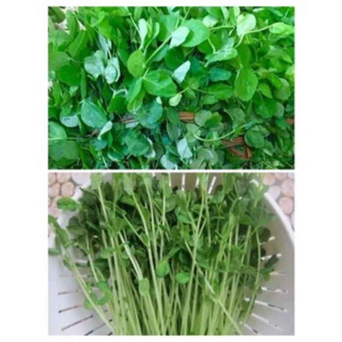 hạt giống đậu hà lan ăn lá