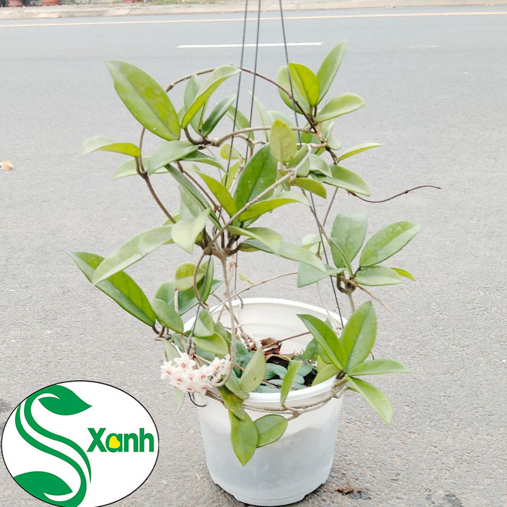 Lan Cẩm Cù Chậu Treo