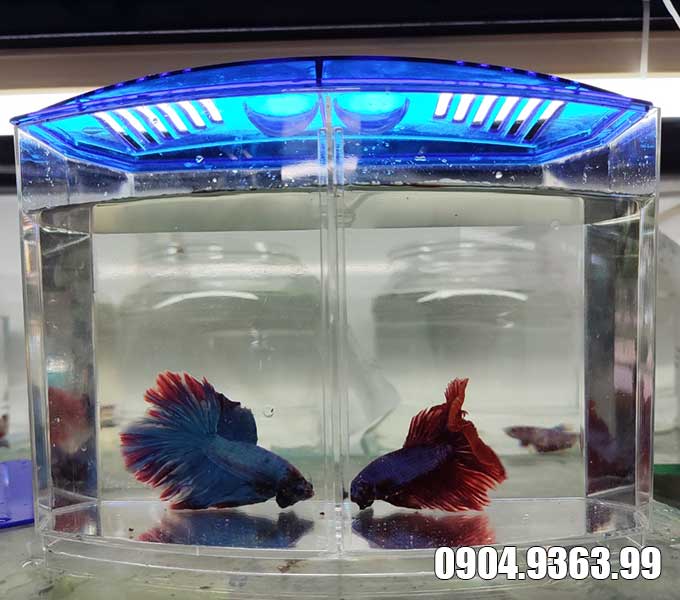 Bể cá Betta mini 2 ngăn CỰC ĐẸP