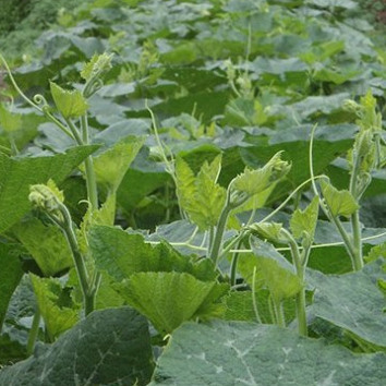 Hạt giống Bí siêu ngọn gói 20 gram