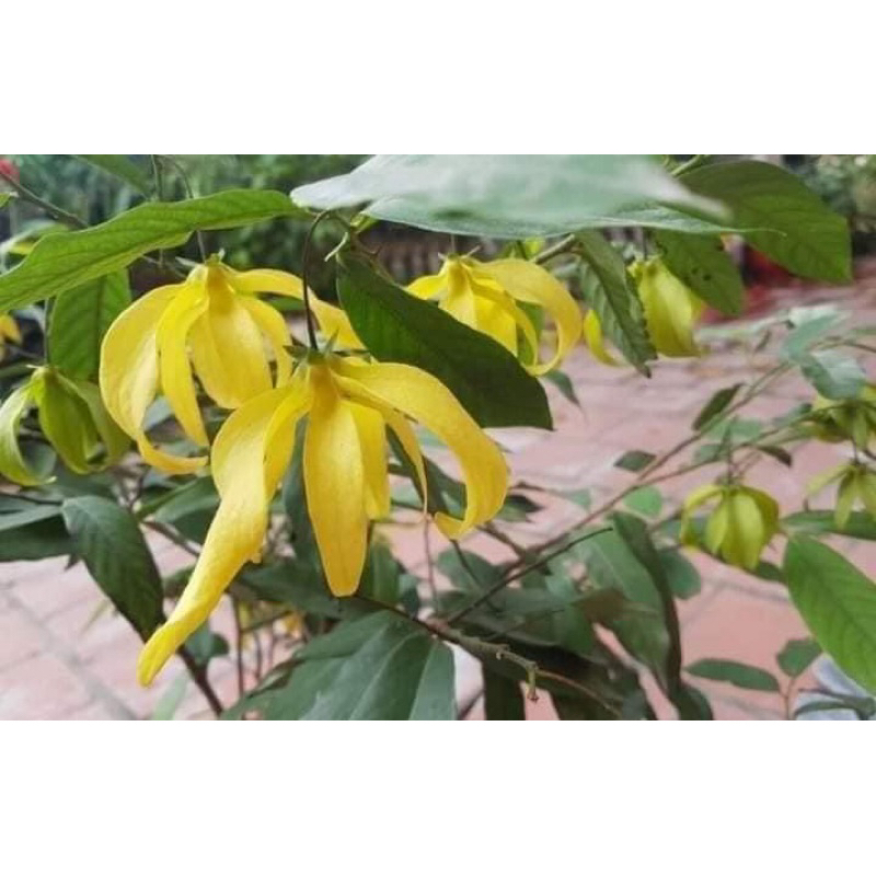 Cây Giống Hoa Dẻ Thơm
