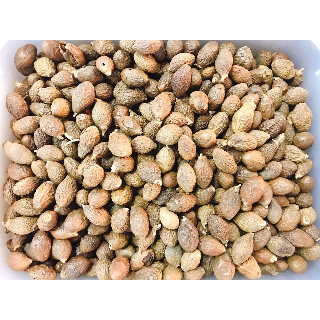 100g/500g Hạt Đười Ươi Bay Loại Vừa