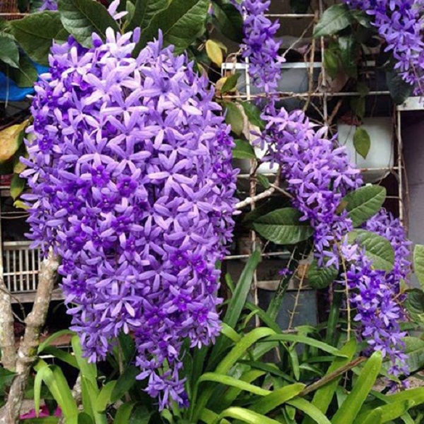 Cây Hoa mai xanh thái cao 1,5m trở lên