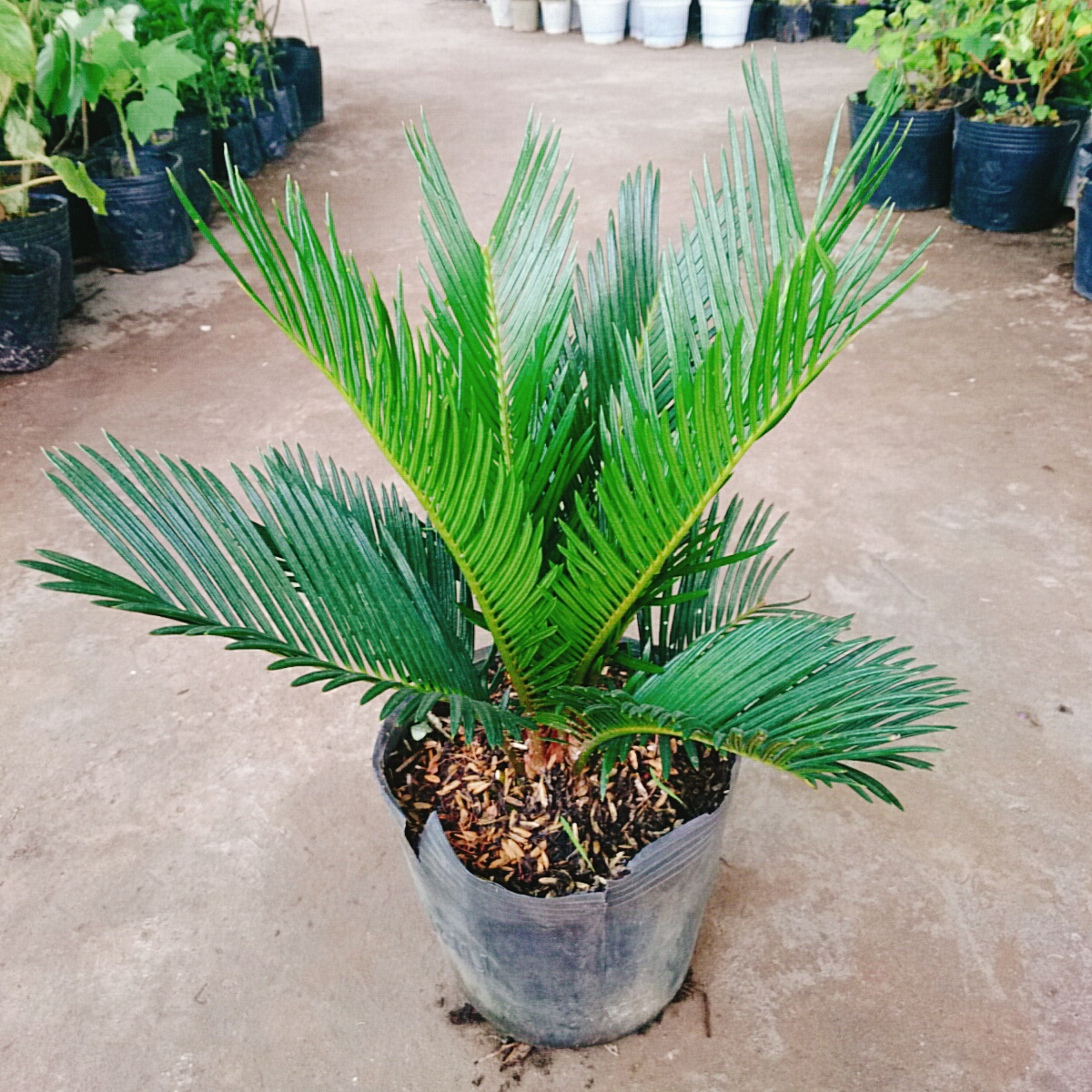 Cây Thiên Tuế (Cao Từ 50Cm Đến 60Cm) - cây cảnh để bàn