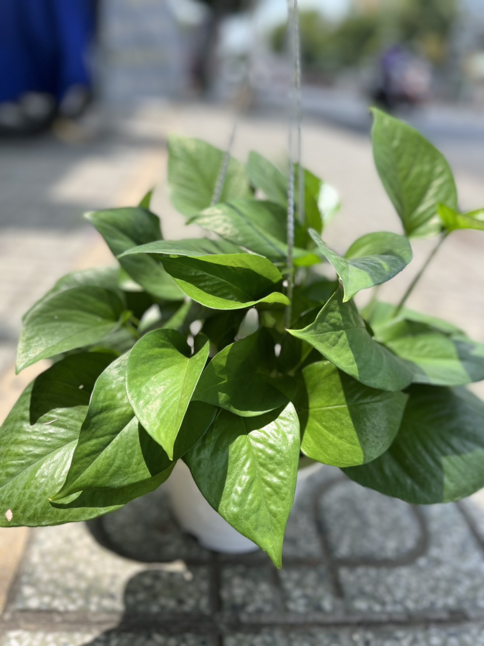 Phân Trùn Quế nguyên chất Lavamix gói 2kg