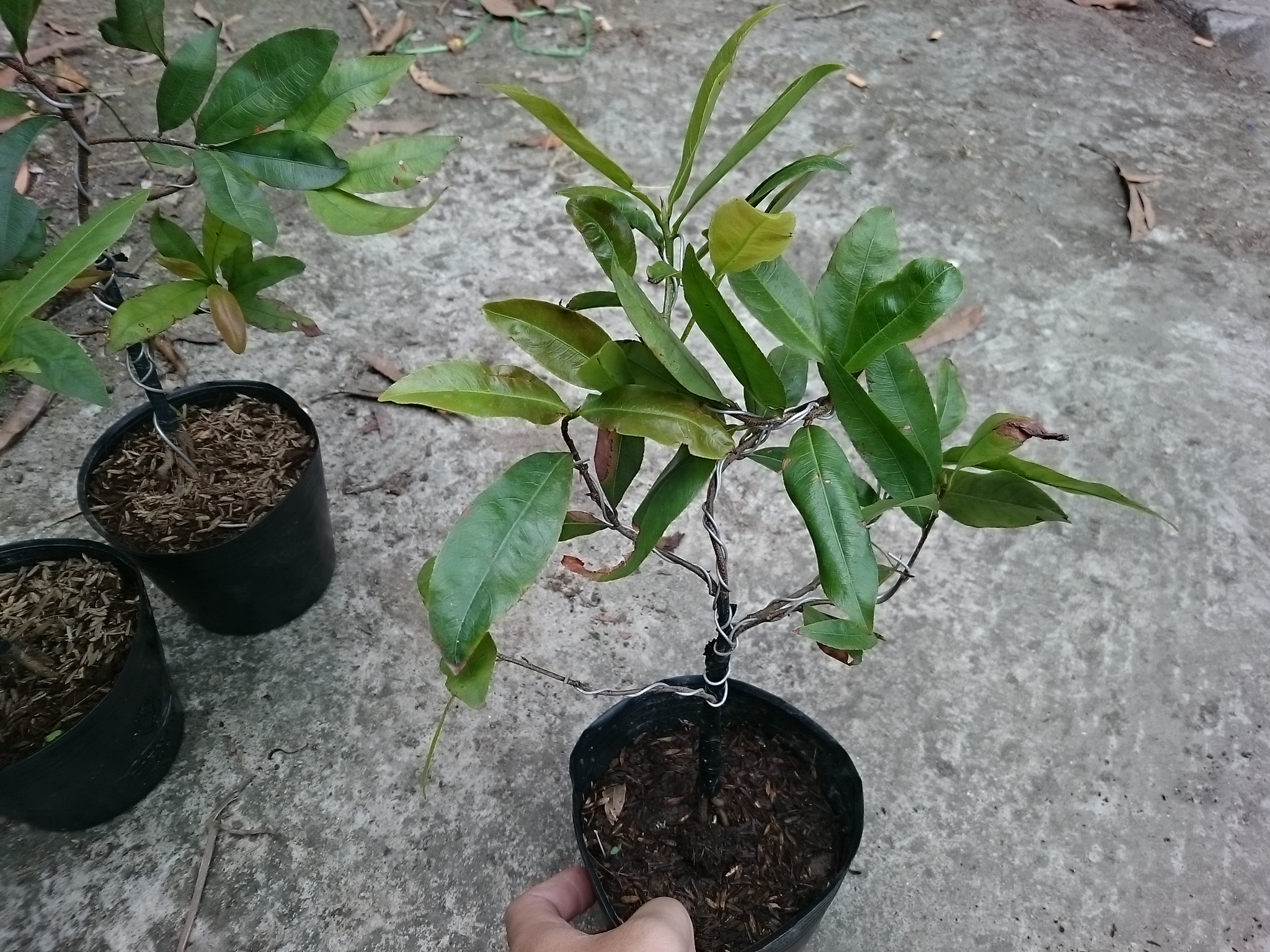 Cây Mai Vàng - cây cảnh trong nhà