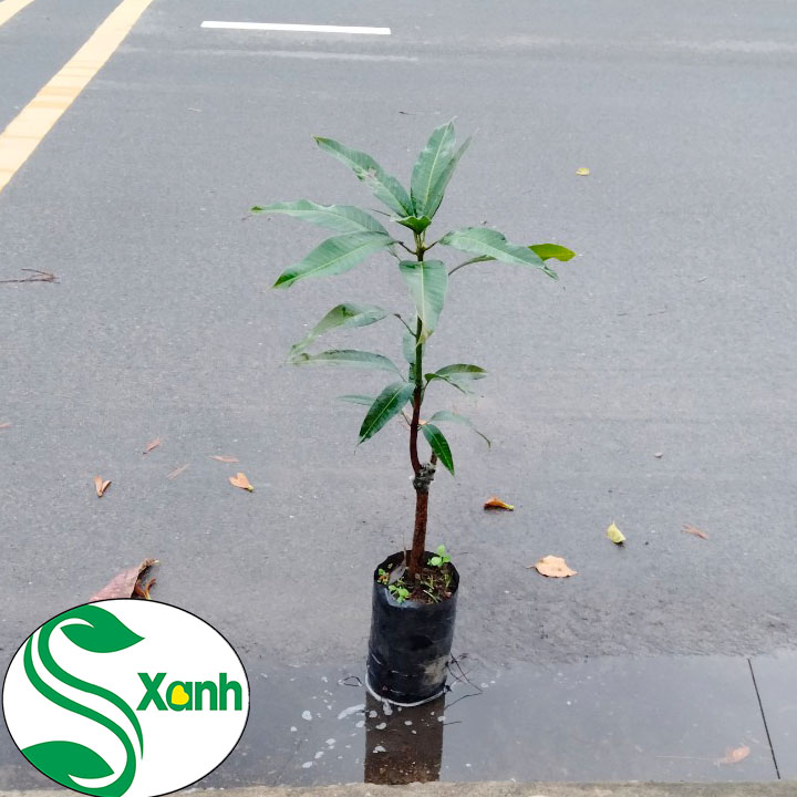 Cây Giống Xoài Thái