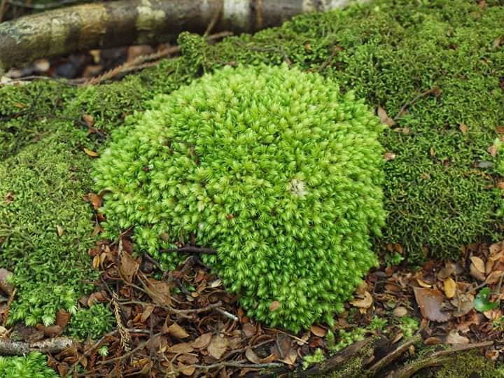 Rêu tươi dùng làm tiểu cảnh, terrarium