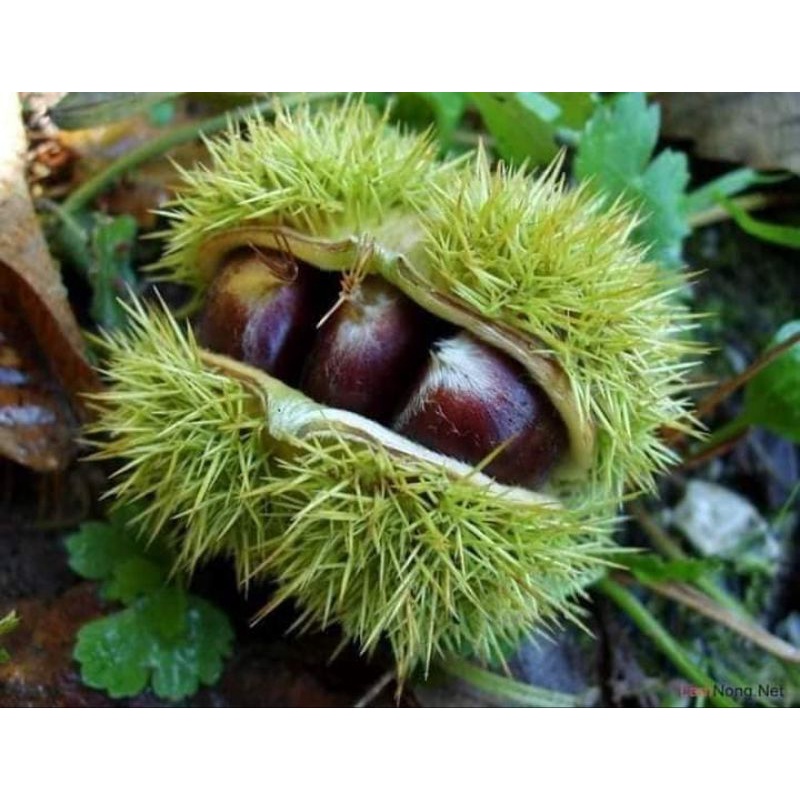 cây giống hạt dẻ