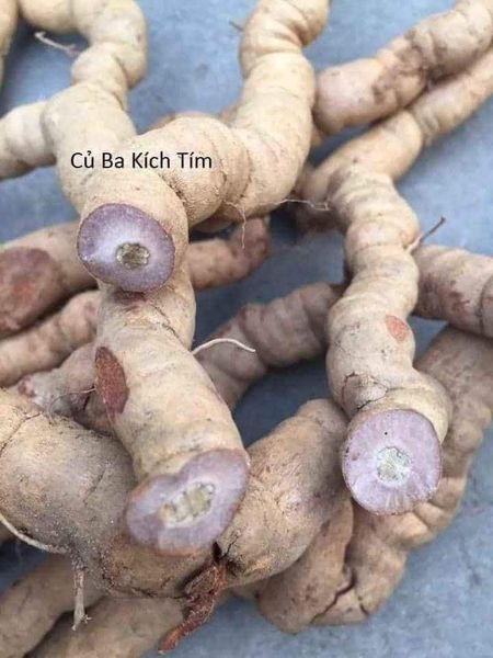 CỦ BA KÍCH RỪNG (TÍM) TƯƠI (HÚT CHÂN KHÔNG)