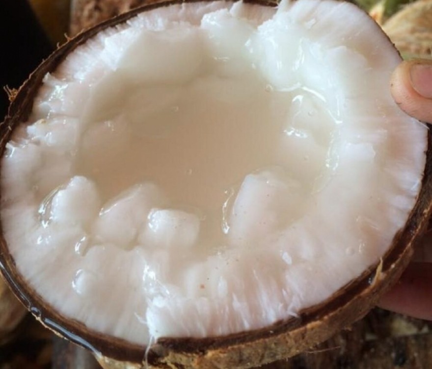 Combo 2 Cây Dừa Sáp Cây Giống Chuẩn, Chất Lượng ( VIỆN NGHIÊN CỨU RAU QUẢ HÀ NỘI)