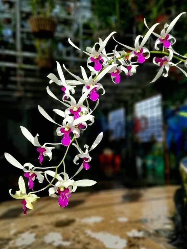 HOA LAN BÀ LIỄU XƯA