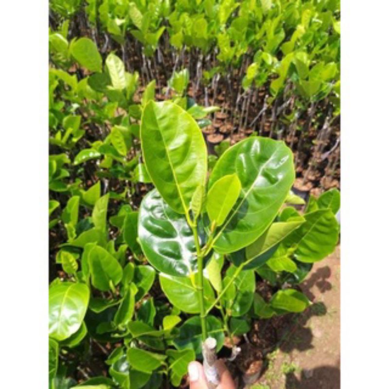 MÍT KHÔNG HẠT CÂY GHÉP