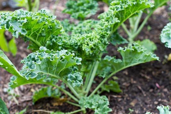 Hạt giống cải Kale - cải xoăn xanh - gói 2 gram