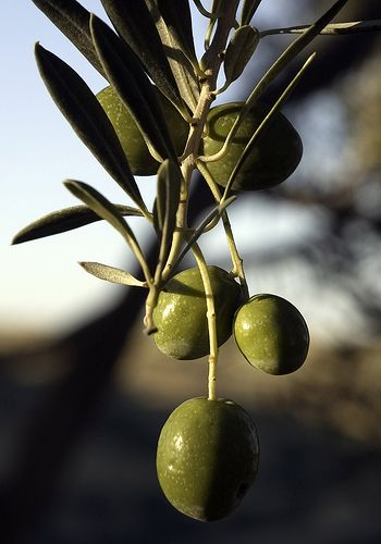 [Nhập khẩu Ý] Dầu Ô liu Pomace (Olive Pomace Oil) La Sicilia - 5 lít