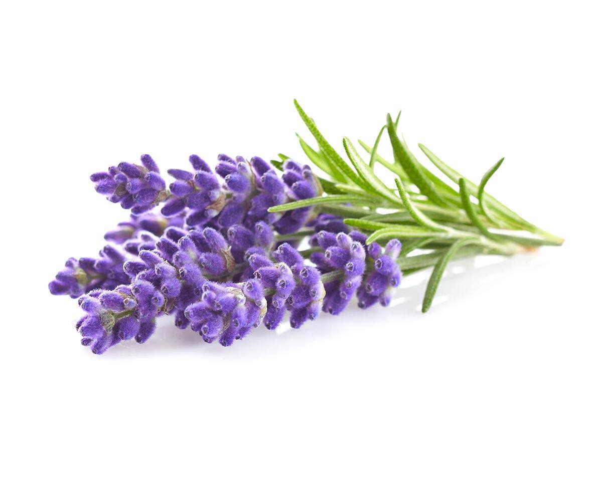 Dầu Lăn Hương Lavender Thái Lan 8ml