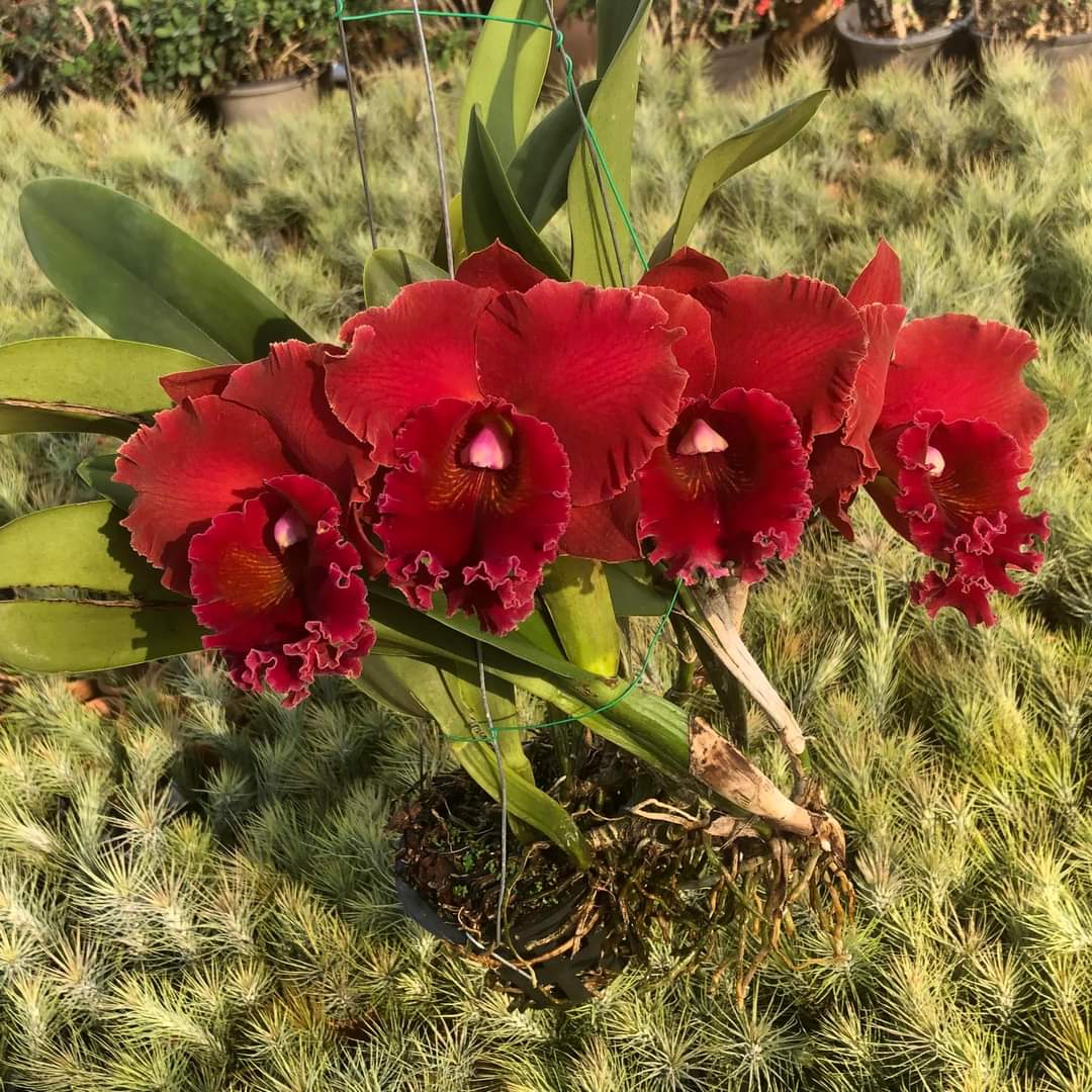 Cattleya Magician Red- chậu trưởng thành