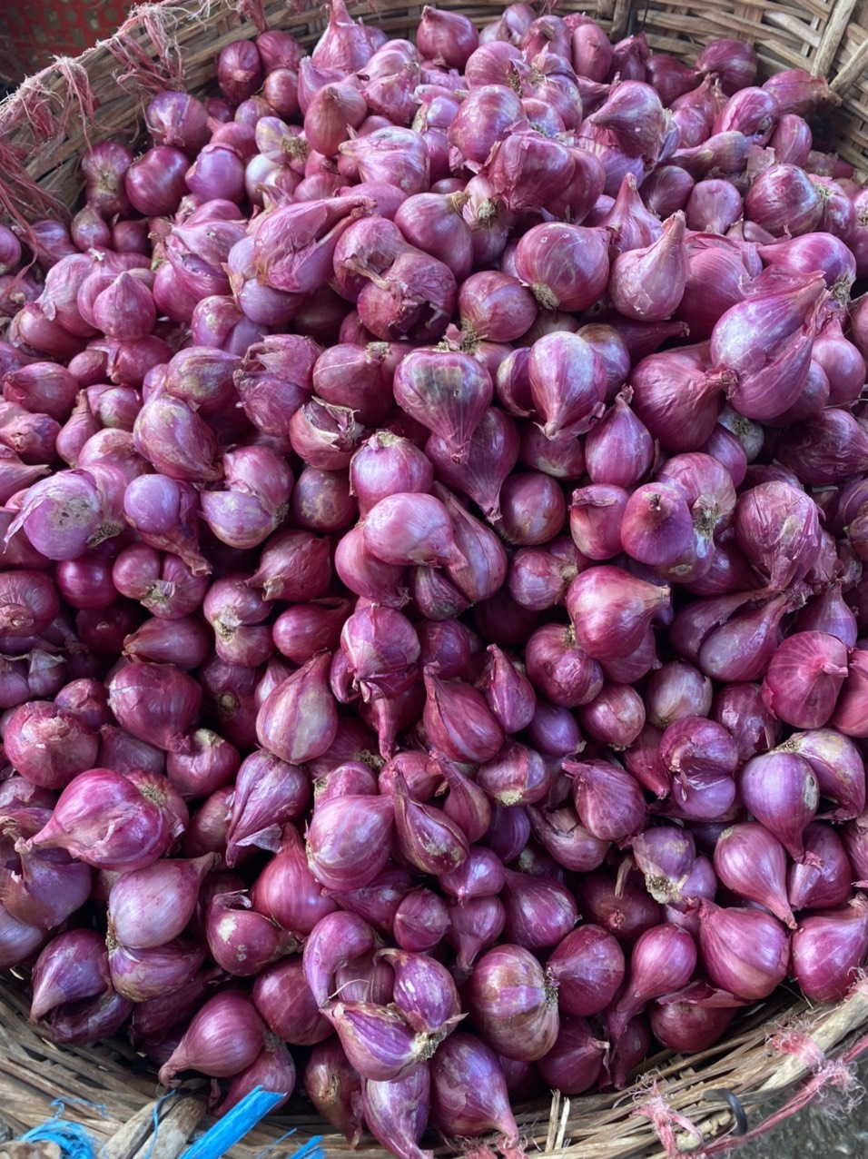 (miễn phí vận chuyển)Hành tím Khô , củ to chắc đều