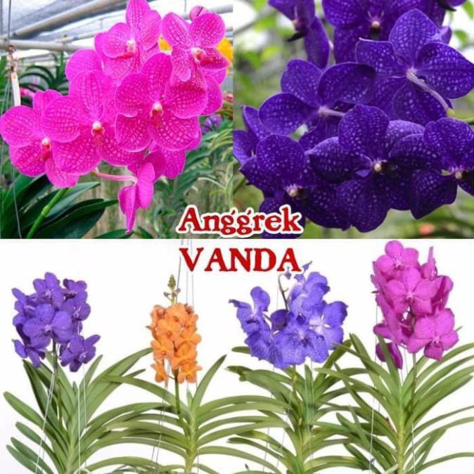 Cây giống lan vanda, hàng nhập thái lan, đủ màu , cam kết uy tín chất lượng