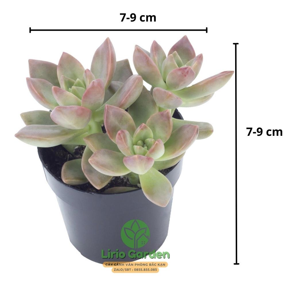 combo 10 cây sen đá size bầu