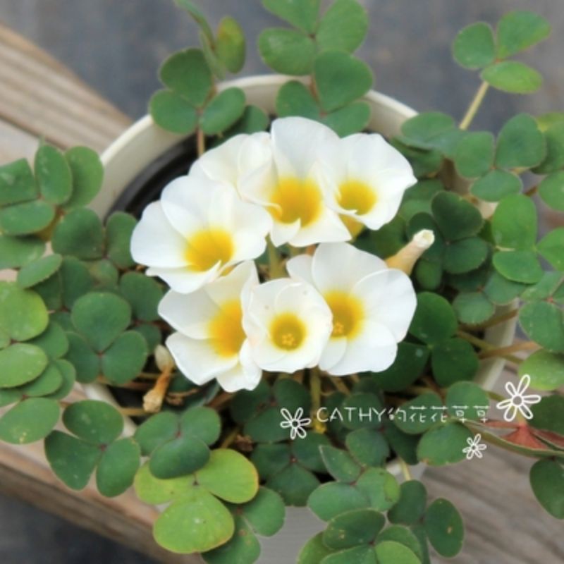 củ hoa oxalis dòng purpurea