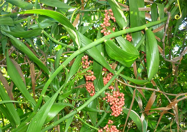 cây giống cây Mây tắt (cây mây rừng, thu dây, hái quả)