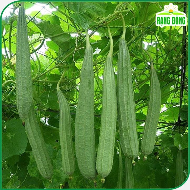 Hạt giống Mướp Khía trái dài, trồng và thu hoạch quanh năm gói 1 gr